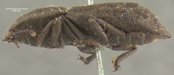 Media type: image;   Entomology 923 Aspect: habitus lateral view